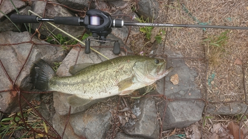 ブラックバスの釣果