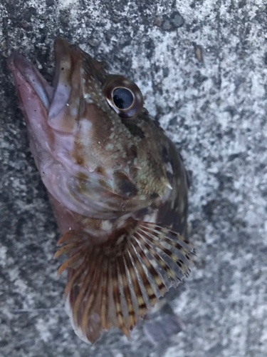 カサゴの釣果