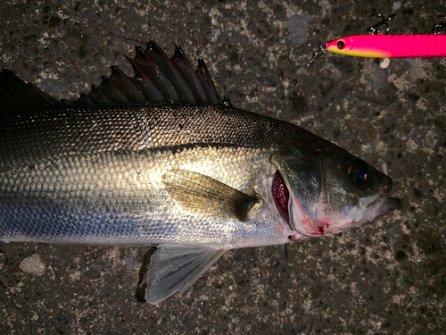 セイゴ（マルスズキ）の釣果