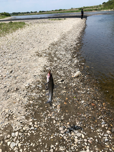 ニゴイの釣果