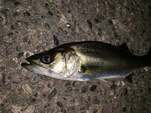 セイゴ（マルスズキ）の釣果