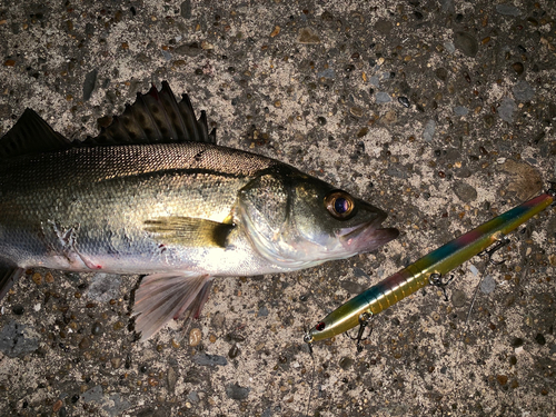 セイゴ（マルスズキ）の釣果