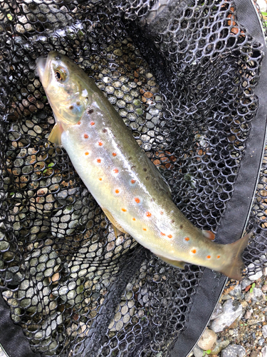 ブラウントラウトの釣果