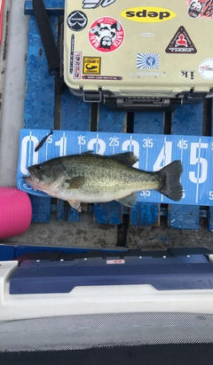 ブラックバスの釣果