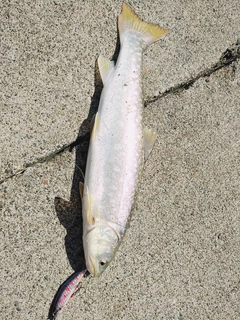 アメマスの釣果