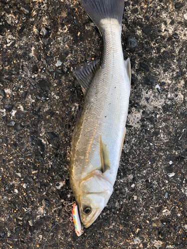 フッコ（マルスズキ）の釣果