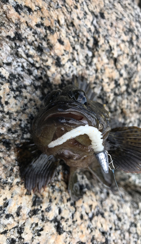 ソイの釣果