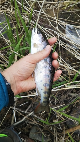 ヤマメの釣果