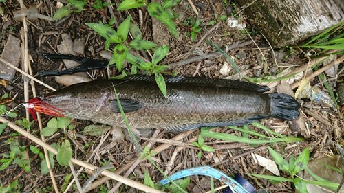 ライギョの釣果