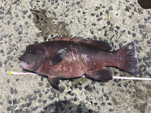 コブダイの釣果