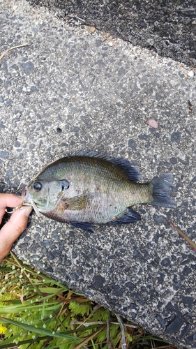 ブルーギルの釣果