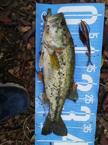 ブラックバスの釣果