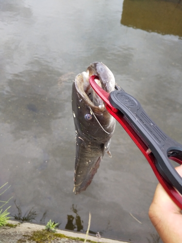 ナマズの釣果