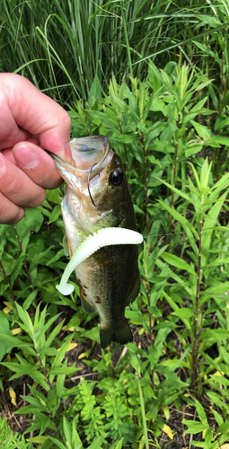 ブラックバスの釣果