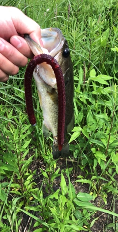 ブラックバスの釣果