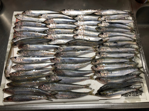 イワシの釣果