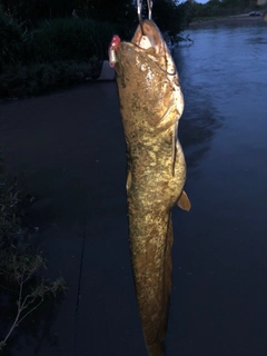 ナマズの釣果