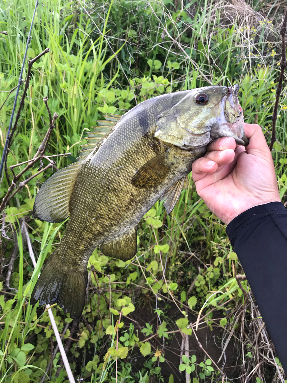 スモールマウスバス