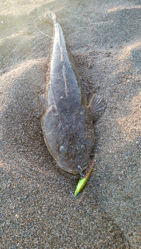 マゴチの釣果