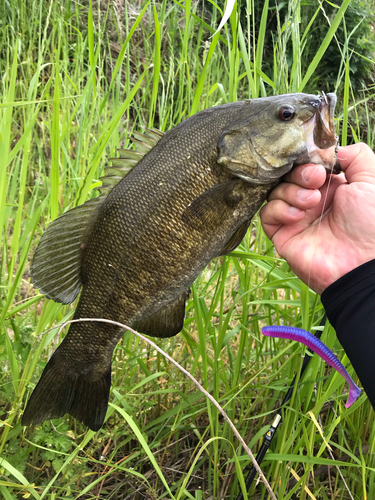 スモールマウスバスの釣果