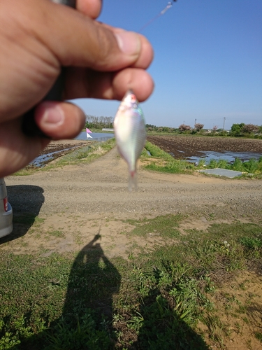 タナゴの釣果