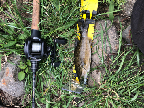 スモールマウスバスの釣果