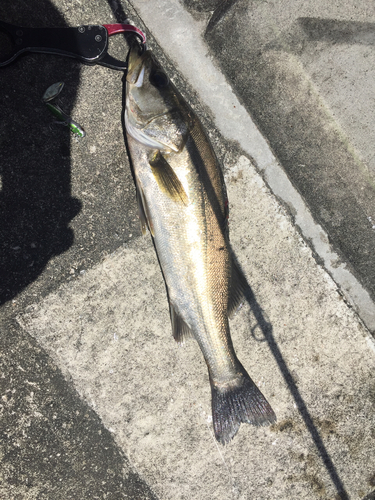 シーバスの釣果