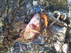 カサゴの釣果