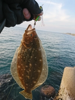 ヒラメの釣果