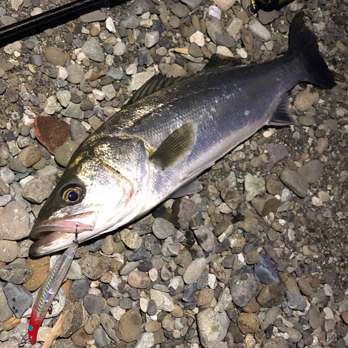 マルスズキの釣果