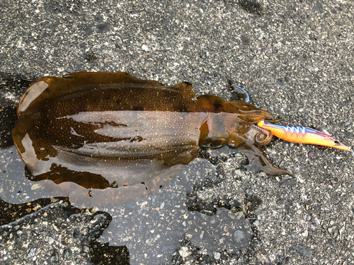 アオリイカの釣果