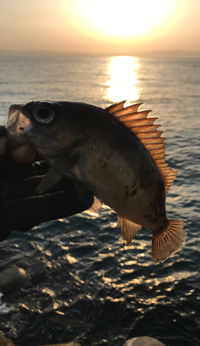 メバルの釣果