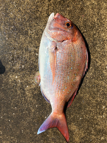 マダイの釣果