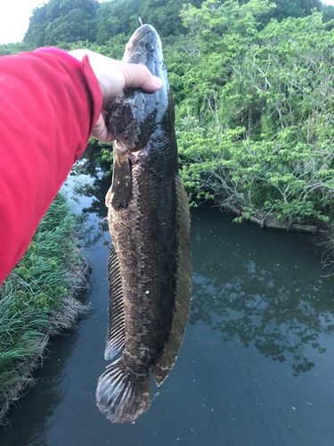 ライギョの釣果