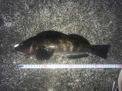 アイナメの釣果