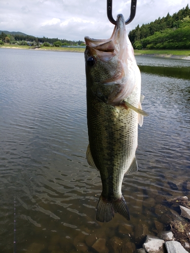 ブラックバスの釣果