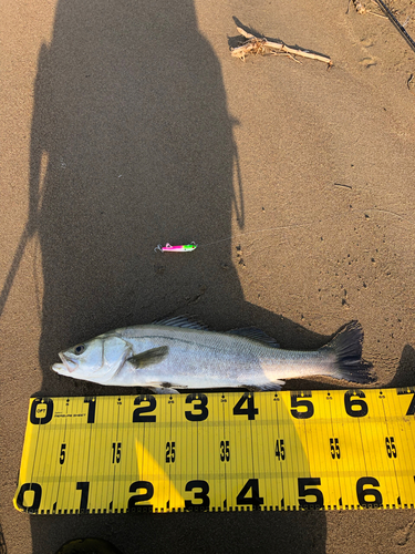 スズキの釣果