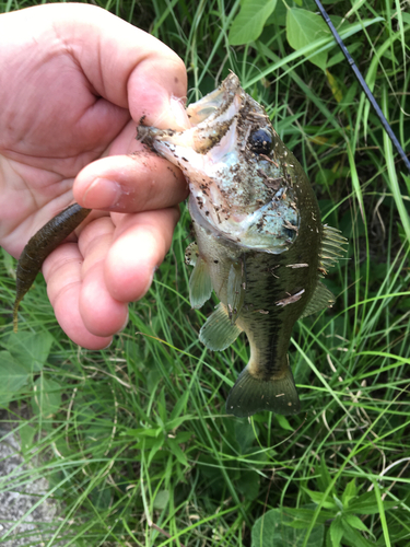 ブラックバスの釣果