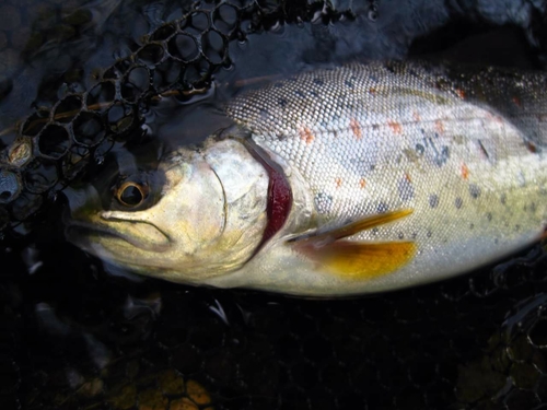 アマゴの釣果