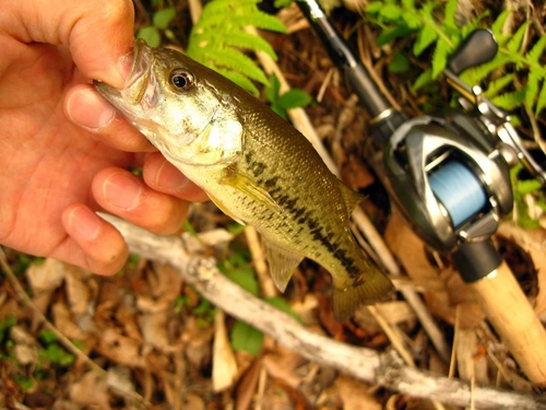 ラージマウスバスの釣果