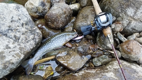 イワナの釣果