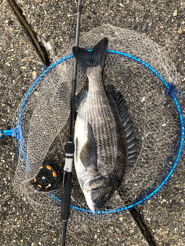 クロダイの釣果