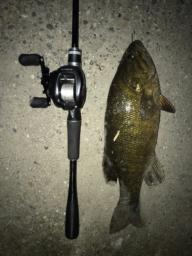 スモールマウスバスの釣果