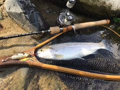 ニジマスの釣果