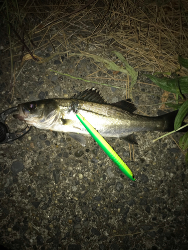 シーバスの釣果