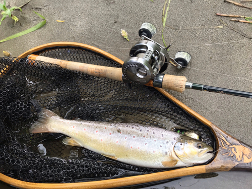 ブラウントラウトの釣果