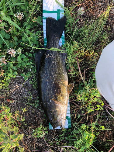 スモールマウスバスの釣果