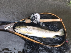 ブラウントラウトの釣果