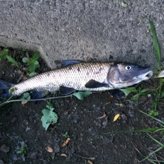 ニゴイの釣果