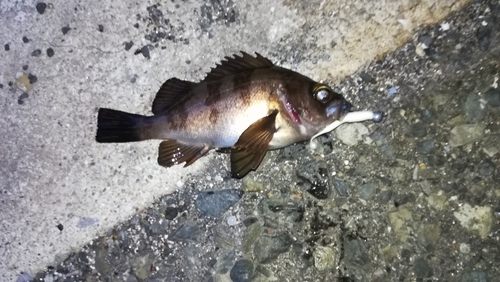 メバルの釣果